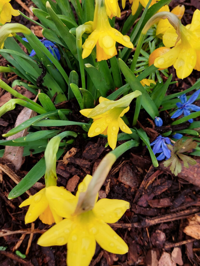 Auf dem Foto sind einige gelbe und blaue Frühlingsblumen von oben zu sehen